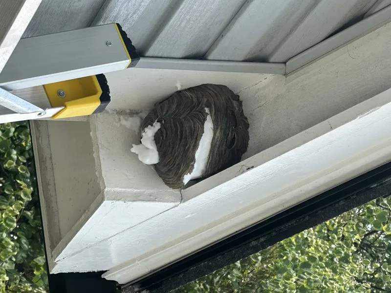 Bald-faced hornet nest taken down - stinging insects control in Dublin, Ohio - Pest Control PRO LLC