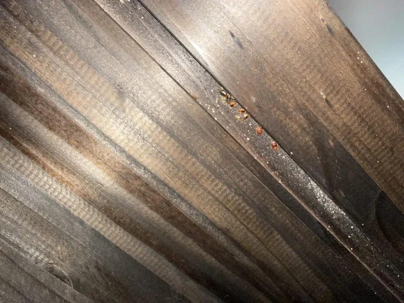 Bed bug infestation treated - bed bugs control in Delaware, Ohio - Pest Control PRO LLC