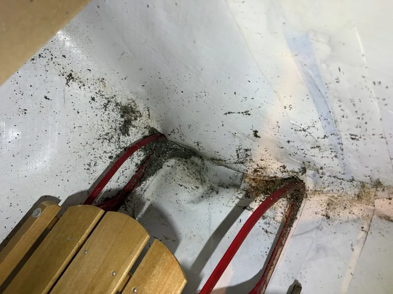 Carpenter ant kick-out - damaged wood removed - ants control in Dublin, Ohio - Pest Control PRO LLC