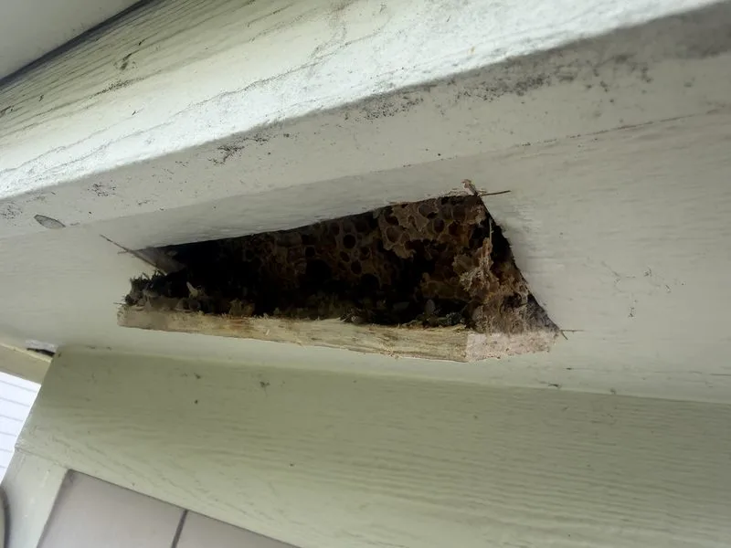Honey bee hive removed - stinging insects control in Dublin, Ohio - Pest Control PRO LLC