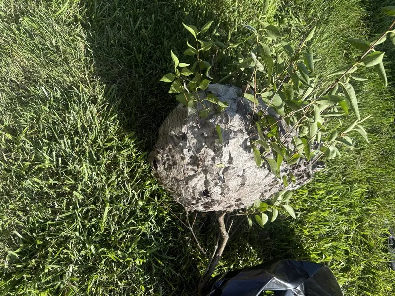 Hornet nest removed - stinging insects control in Powell, Ohio - Pest Control PRO LLC
