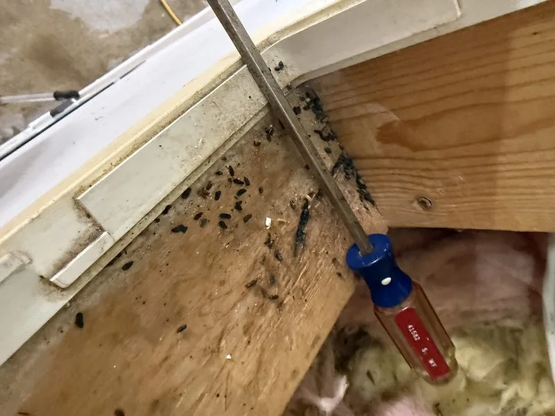 Mouse droppings found during an inspection - mice control in Upper Arlington, Ohio - Pest Control PRO LLC