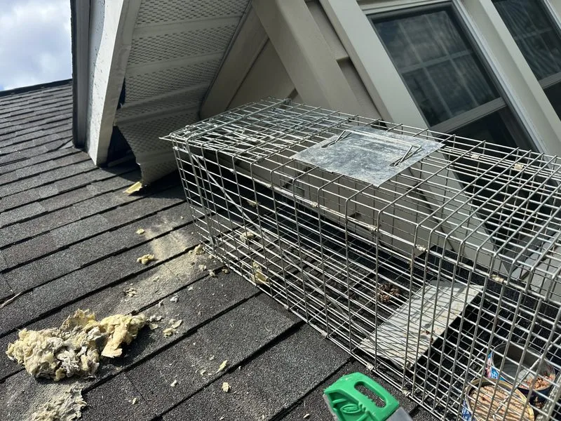 Raccoon removal - wildlife control in Upper Arlington, Ohio - Pest Control PRO LLC