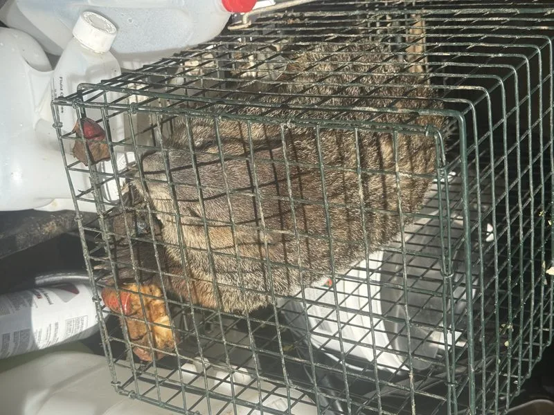 Wildlife removal - wildlife control in Hilliard, Ohio - Pest Control PRO LLC