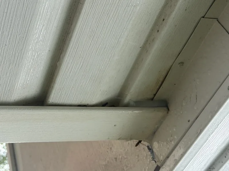 Yellow jacket nest removed - stinging insects control in Grove City, Ohio - Pest Control PRO LLC