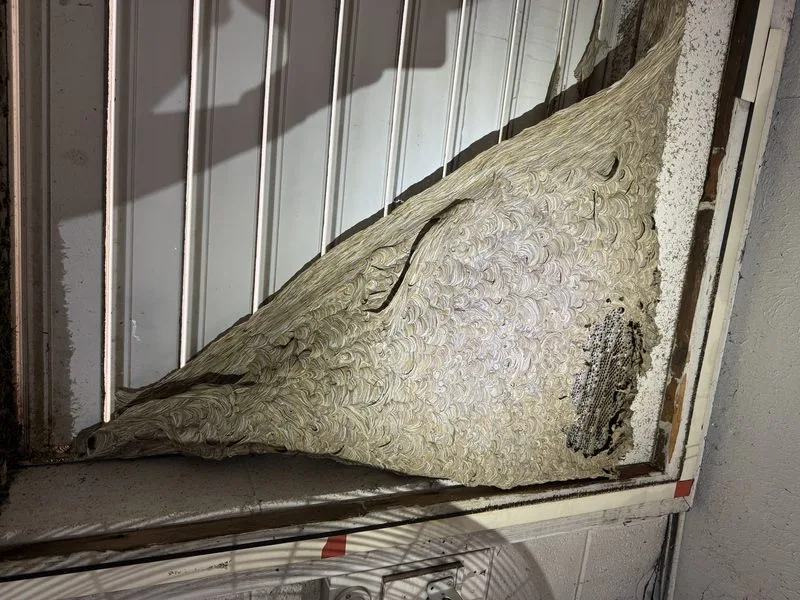 Yellow jacket nest removed - stinging insects control in Hilliard, Ohio - Pest Control PRO LLC